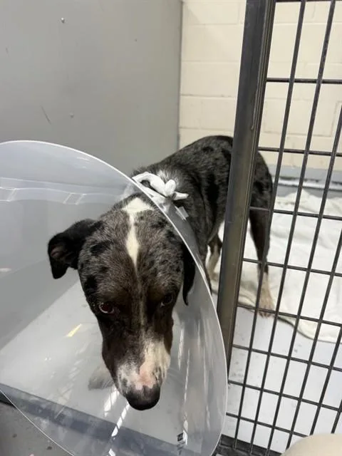 An adult large-sized male Catahoula Leopard Dog dog named Dolby for adoption in Conroe, TX
