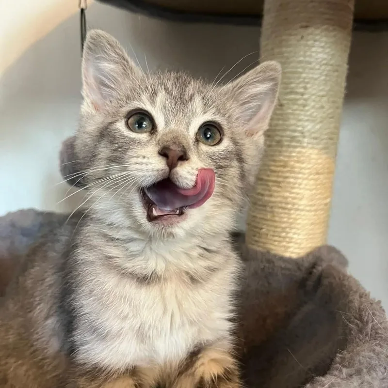 A baby medium-sized female Domestic Short Hair cat named Nova for adoption in Alexander, NY
