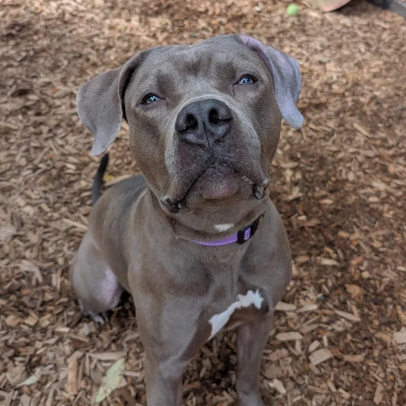 An adult large-sized male Gray / Blue / Silver Mixed Breed dog named Zeppelin for adoption in Tacoma, WA