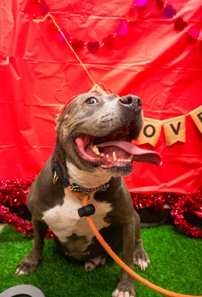 Princess thumbnail 5