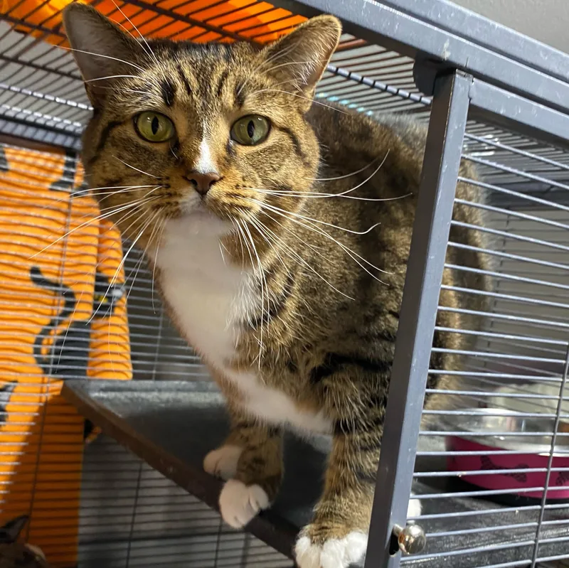 Sugar Cookie thumbnail 2