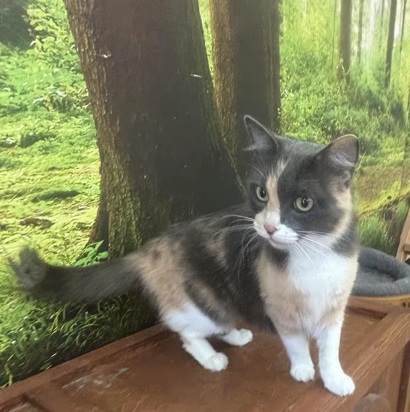 An adult medium-sized female Calico Dilute Calico cat named Maddie for adoption in Whittier, CA