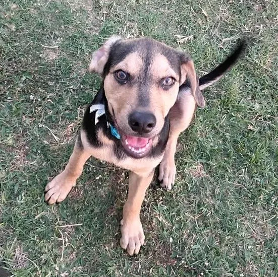 A young medium-sized male Bicolor Border Collie dog named Pinto for adoption in Bryan, TX