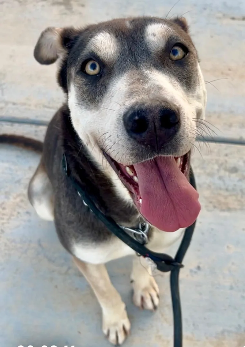 A young medium-sized female Brown / Chocolate Husky dog named April for adoption in wrightwood, CA