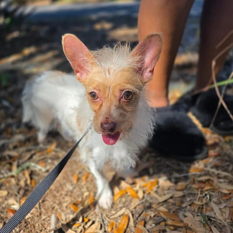 An adult small-sized female White / Cream Chihuahua dog named Hazel for adoption in Williston, FL
