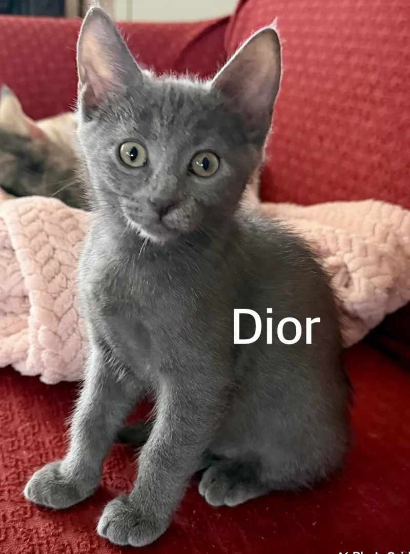 A baby medium-sized male Gray / Blue / Silver Domestic Short Hair cat named Dior for adoption in Owasso, OK