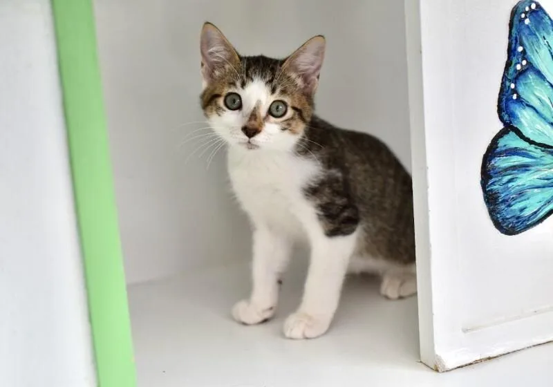 A young medium-sized male Domestic Medium Hair cat named Odysseus for adoption in Marietta, GA