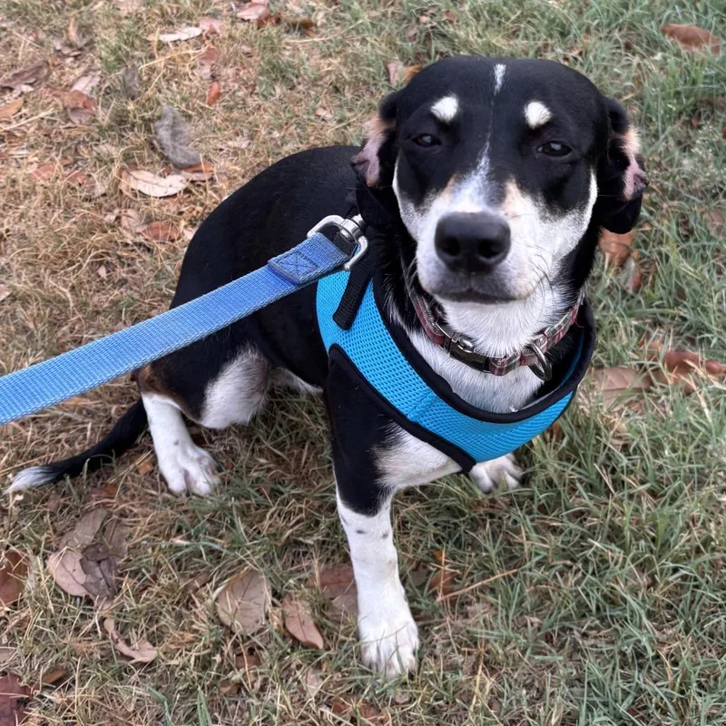 An adult small-sized female Black Dachshund dog named Illy for adoption in Floresville, TX