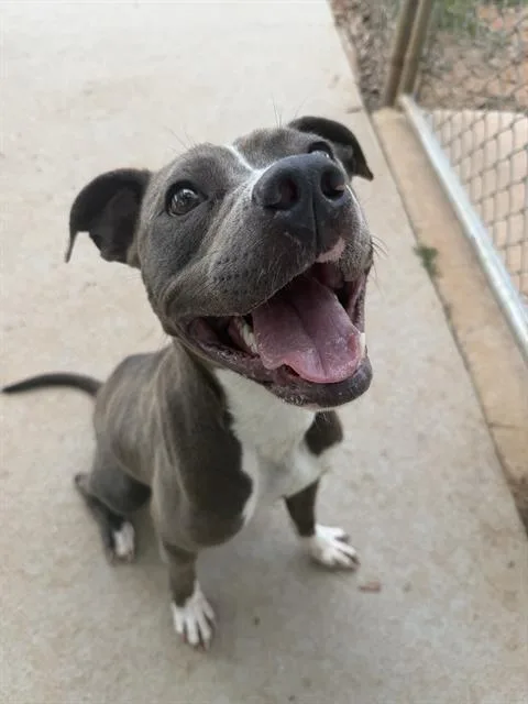 A young small-sized female Pit Bull Terrier dog named Sunny for adoption in Charlotte, NC
