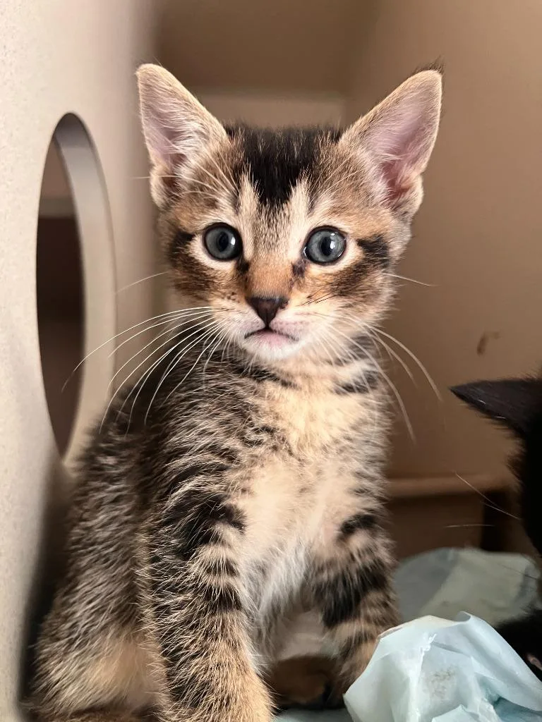 A baby small-sized female Domestic Short Hair cat named Primrose for adoption in Los Angeles, CA