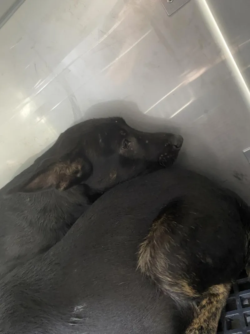 A baby small-sized male Mixed Breed dog named Chewy for adoption in Dallas, TX