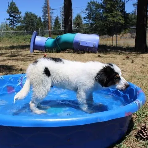 A baby large-sized male Tricolor (Brown, Black, & White) Anatolian Shepherd dog named Dean for adoption in Weaverville, CA