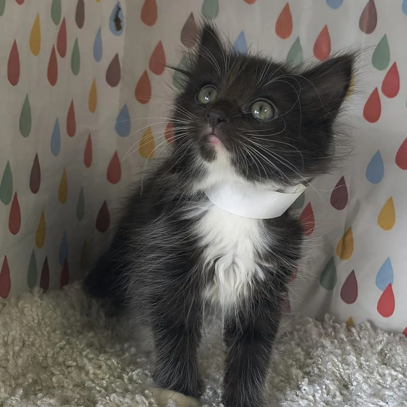A baby small-sized female Black Domestic Short Hair cat named Dior  Curly for adoption in Othello, WA
