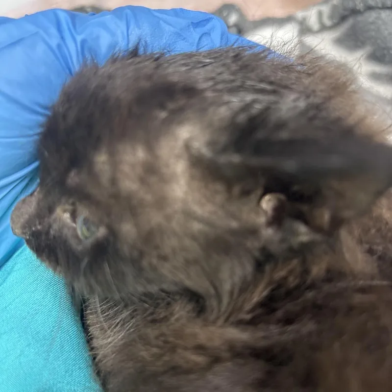 Csasstray_ thumbnail 4