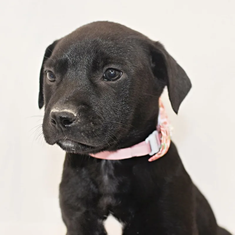 A baby medium-sized female Boxer dog named Tina for adoption in Monon, IN
