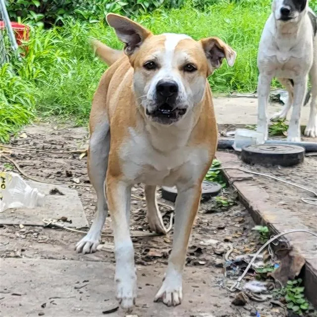 An adult medium-sized male Labrador Retriever dog named Jasper for adoption in San Antonio, TX