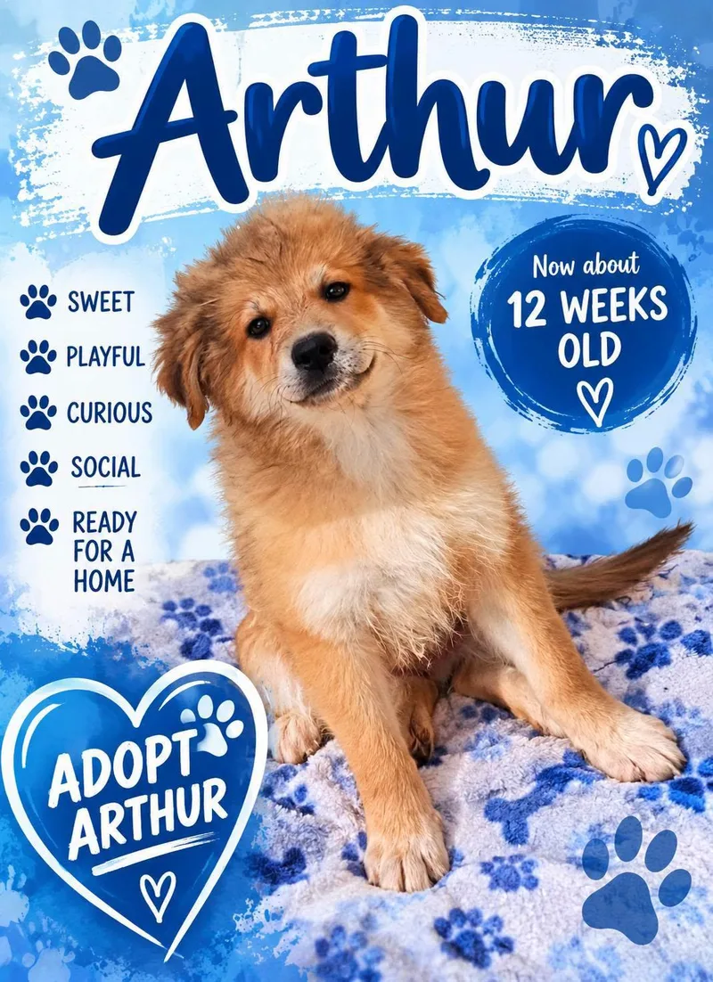 A baby large-sized male Golden Retriever dog named Arthur for adoption in Fort Worth, TX