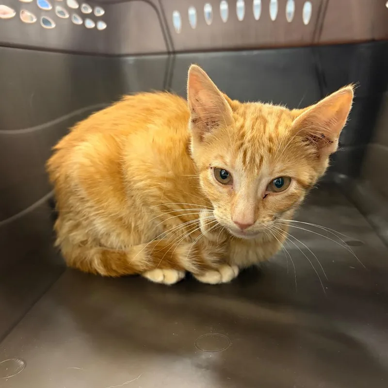 A baby small-sized female Orange / Red Domestic Short Hair cat named Luna Marie for adoption in Milton, FL