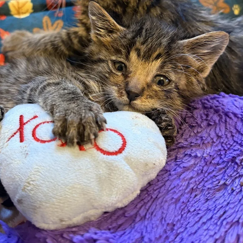 A baby small-sized male Gray / Blue / Silver Domestic Short Hair cat named Fionn for adoption in Rochester, MN