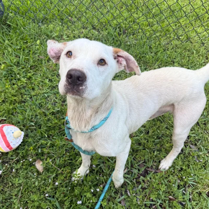 An adult medium-sized male Yellow / Tan / Blond / Fawn Mixed Breed dog named Adonis for adoption in Naples, FL