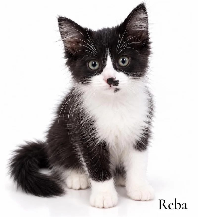 A baby medium-sized female Black & White / Tuxedo Domestic Long Hair cat named Reba for adoption in Stevensville, MI