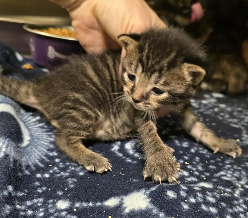 A baby small-sized male Domestic Short Hair cat named Scuba Steve for adoption in Dickson, TN