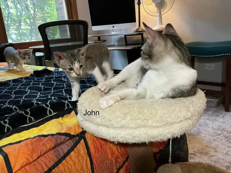 A baby medium-sized male Domestic Short Hair cat named John for adoption in Crystal Lake, IL
