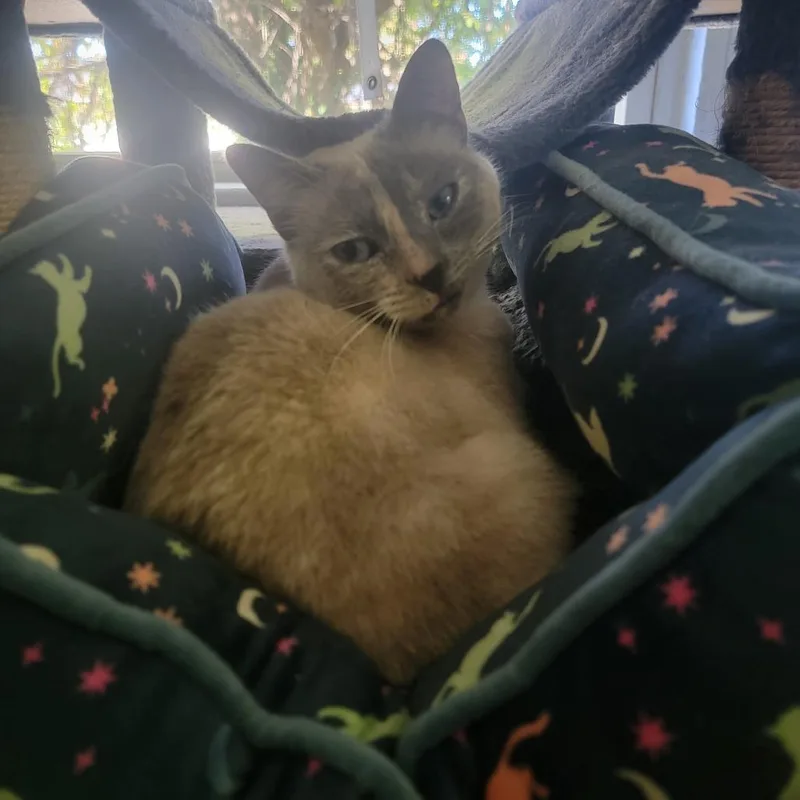 An adult small-sized female Cream / Ivory Siamese cat named Aisling for adoption in Lynchburg, VA