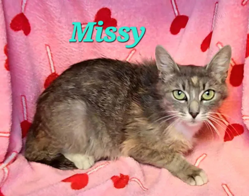 Missy thumbnail 2