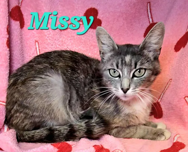 Missy thumbnail 3