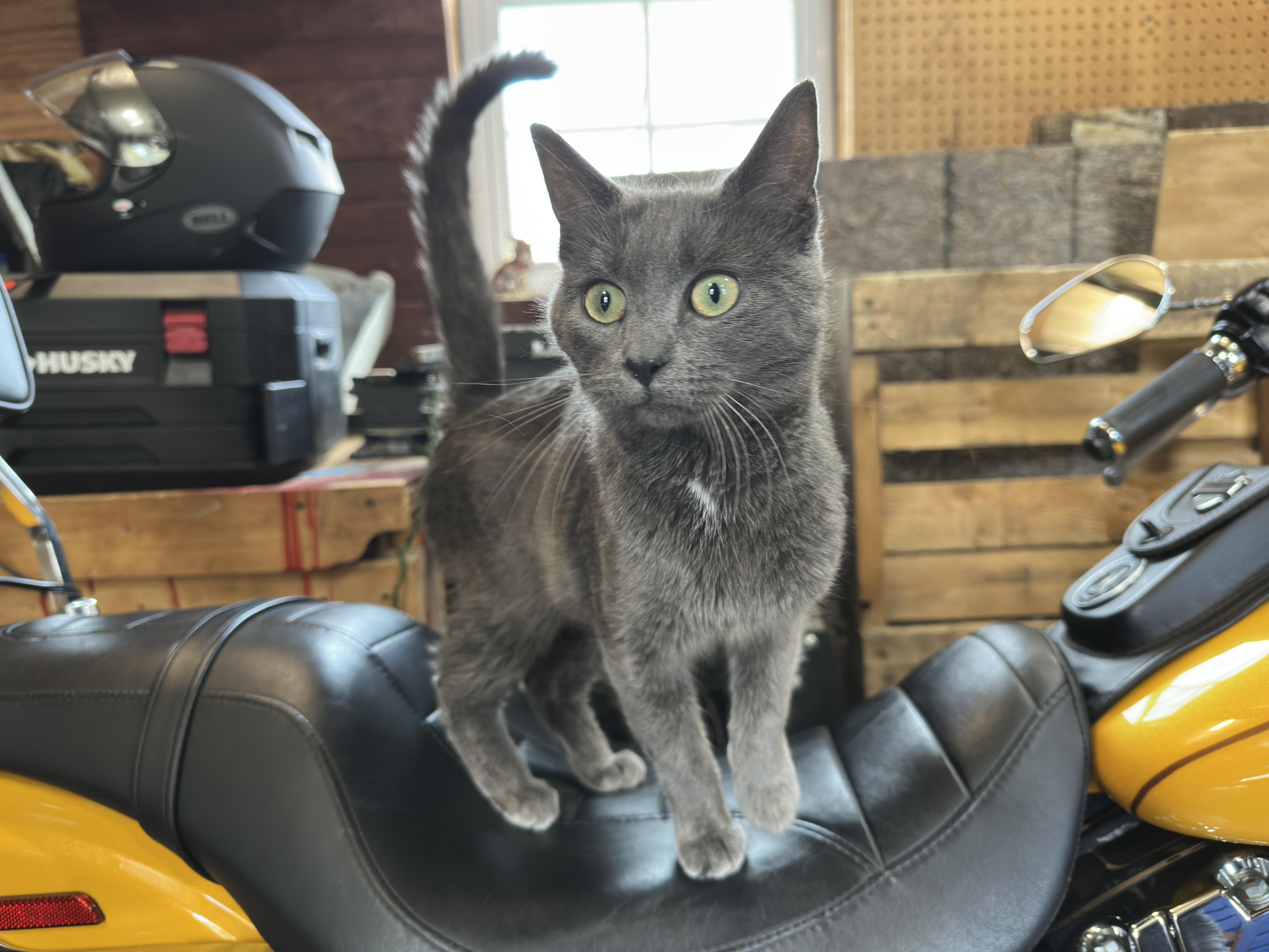 A young medium-sized female Gray / Blue / Silver Domestic Short Hair cat named Carlee  Coming In. for adoption in Clifton, NJ