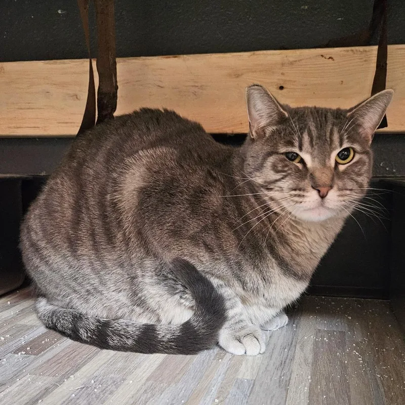 An adult extra large-sized female Gray / Blue / Silver Domestic Short Hair cat named Amelia for adoption in Las Vegas, NV