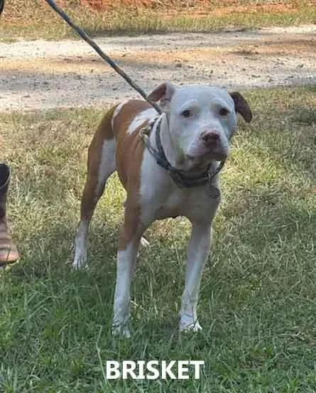 An adult medium-sized male American Bulldog dog named Brisket for adoption in Washington, GA