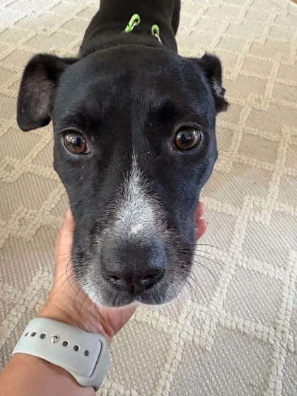 An adult medium-sized female Mixed Breed dog named Seahorse for adoption in Chamblee, GA