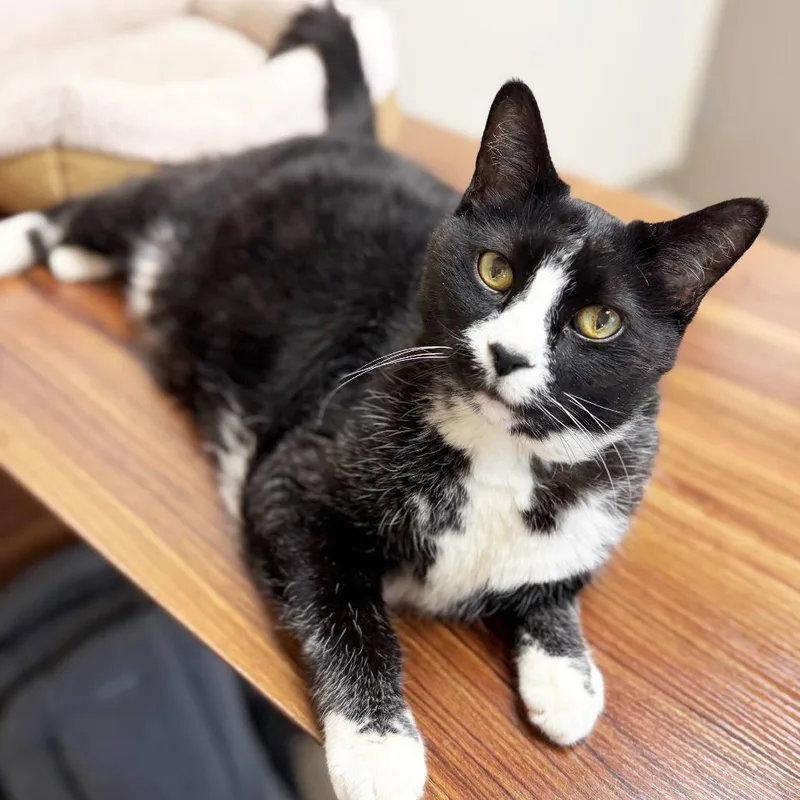 A senior medium-sized male Black & White / Tuxedo Domestic Short Hair cat named Benjamin  Lover Boy! for adoption in Oshkosh, WI