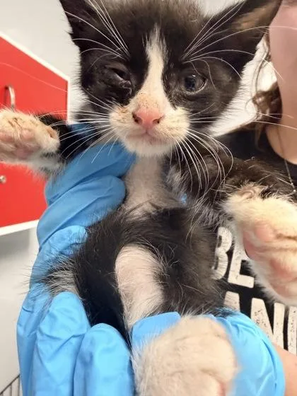 A young small-sized male Domestic Short Hair cat named B Scotty for adoption in North Charleston, SC