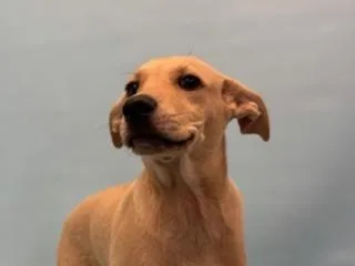 A baby large-sized female Black Mouth Cur dog named Darlene for adoption in Coon Rapids, MN