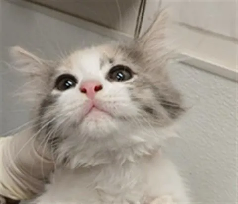 A baby small-sized female Domestic Short Hair cat named Raya for adoption in Los Angeles, CA