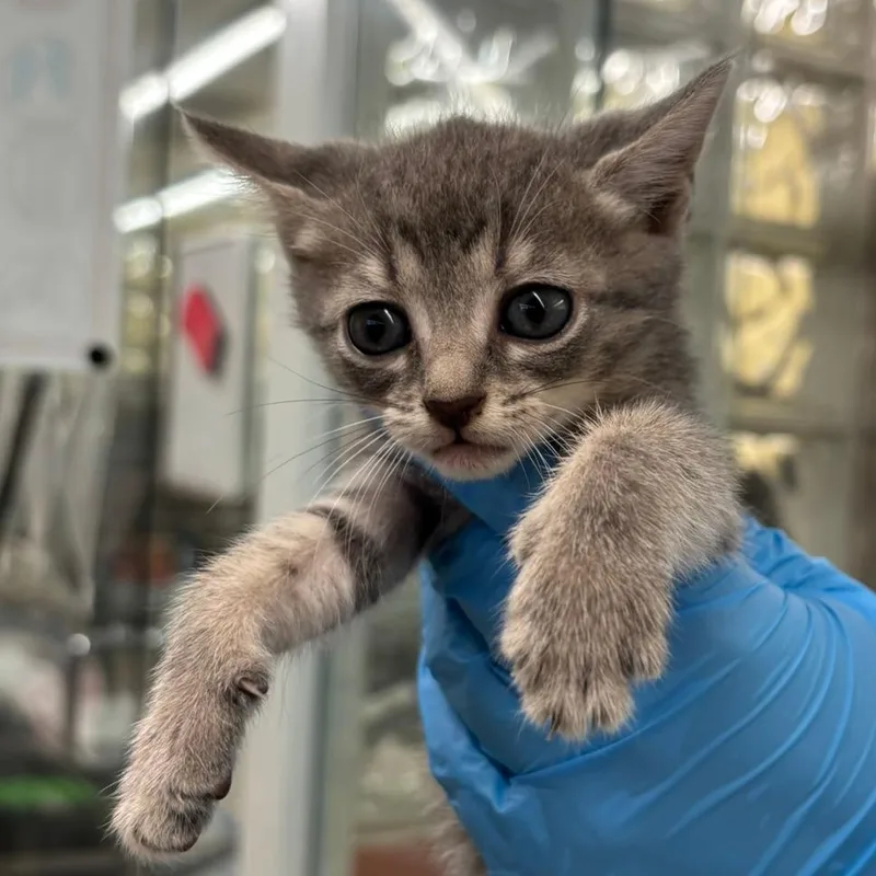 A baby small-sized female Brown / Chocolate Domestic Short Hair cat named Willa for adoption in West Palm Beach, FL