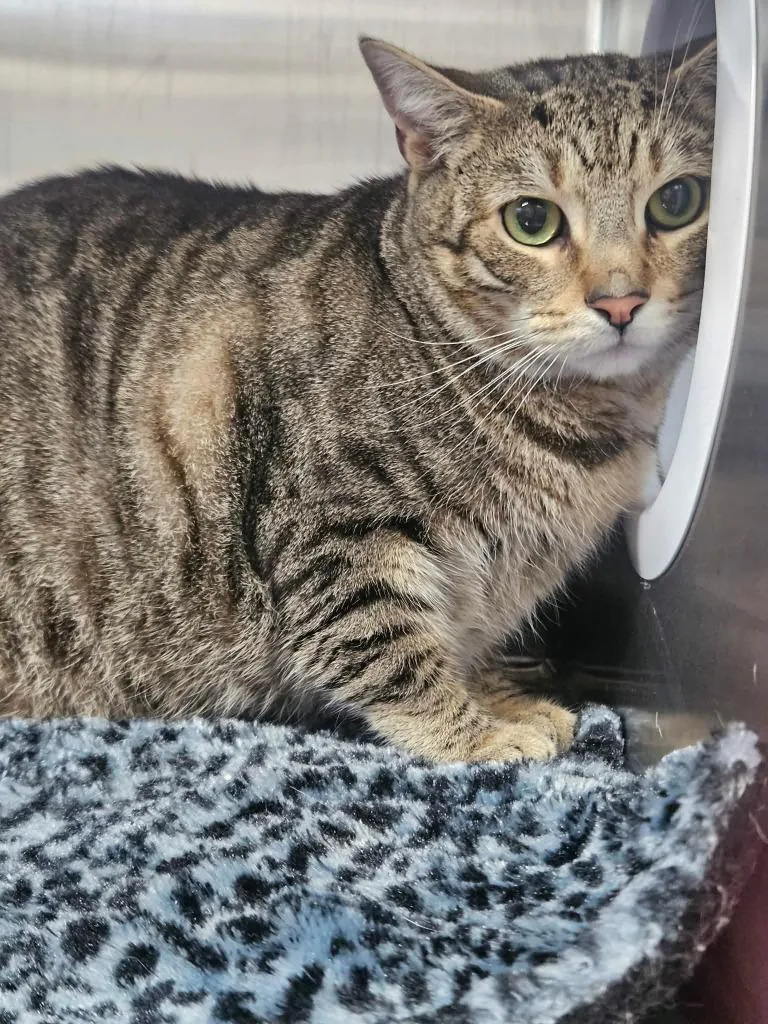 An adult large-sized male Domestic Short Hair cat named Douglas for adoption in Maryville, TN