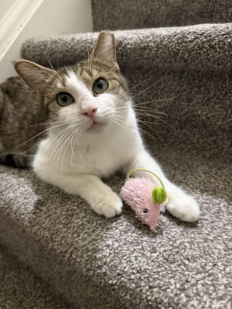 An adult medium-sized female Domestic Short Hair cat named Mabel for adoption in Harrisburg, PA