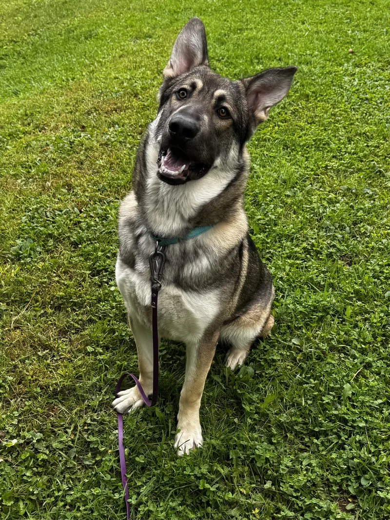 A young large-sized male German Shepherd Dog dog named Manny for adoption in Honesdale, PA
