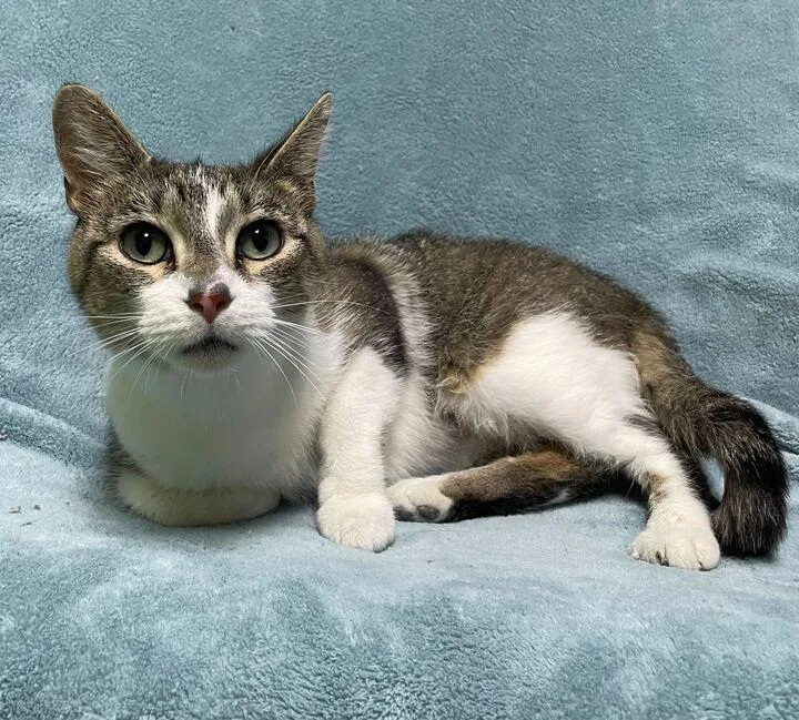 An adult medium-sized female Domestic Short Hair cat named Hailstorm for adoption in Jackson, MI