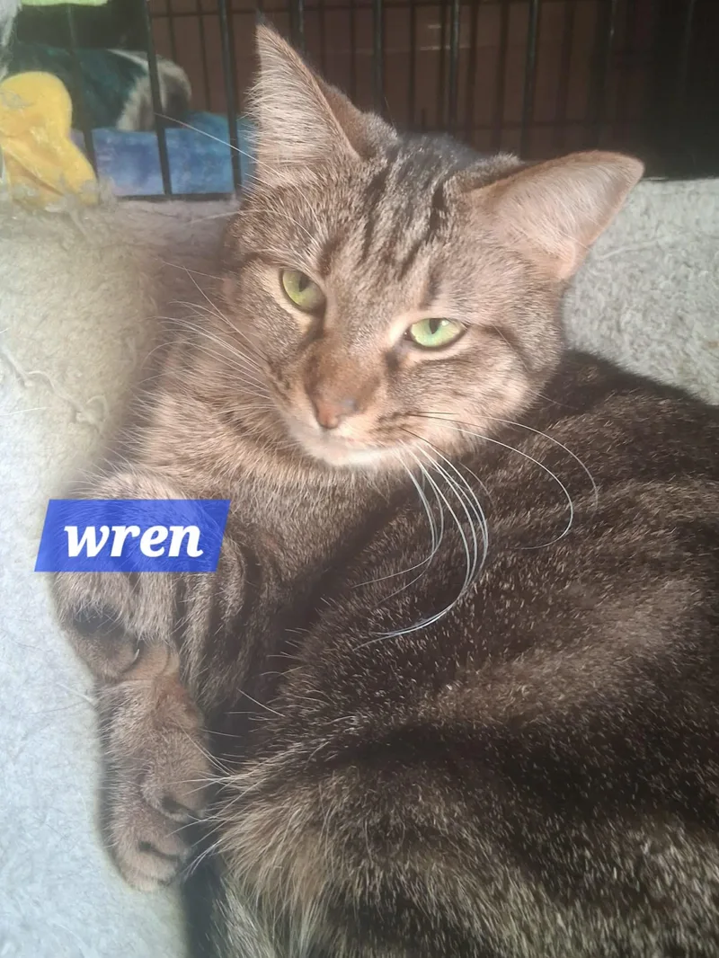 Wren thumbnail 2