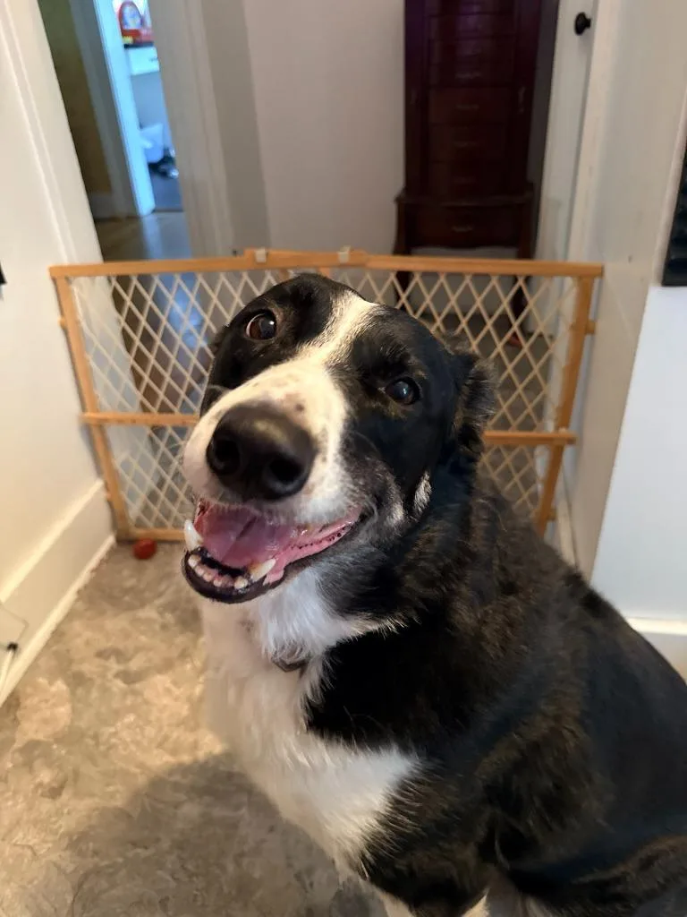 An adult large-sized male Border Collie dog named Tucker COURTESY LISTING for adoption in Peru, NY