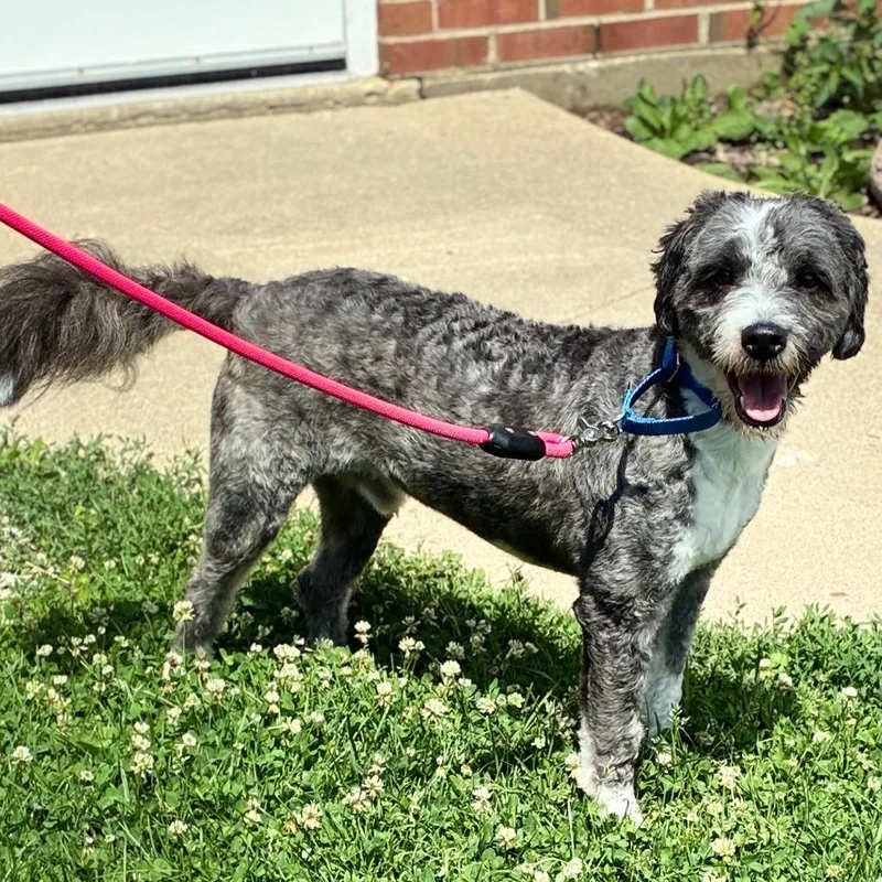 An adult medium-sized male Gray / Blue / Silver Sheep Dog dog named Ralphee for adoption in South Elgin, IL