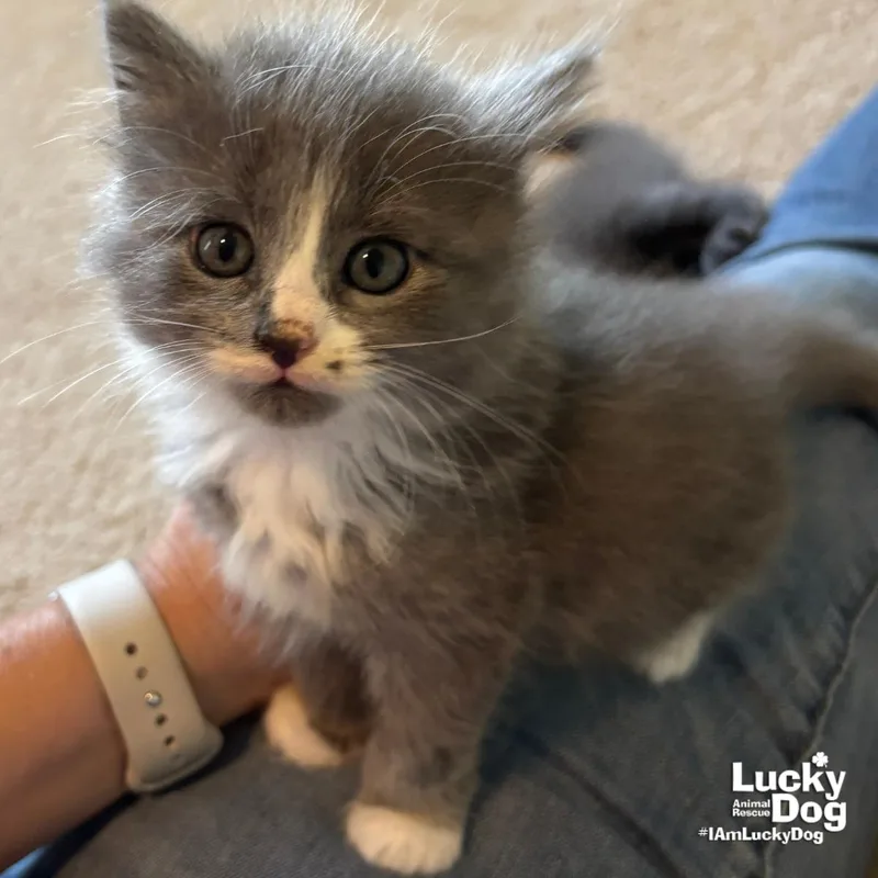 A baby medium-sized female Gray / Blue / Silver Domestic Long Hair cat named Ms. Saturn for adoption in Washington, DC