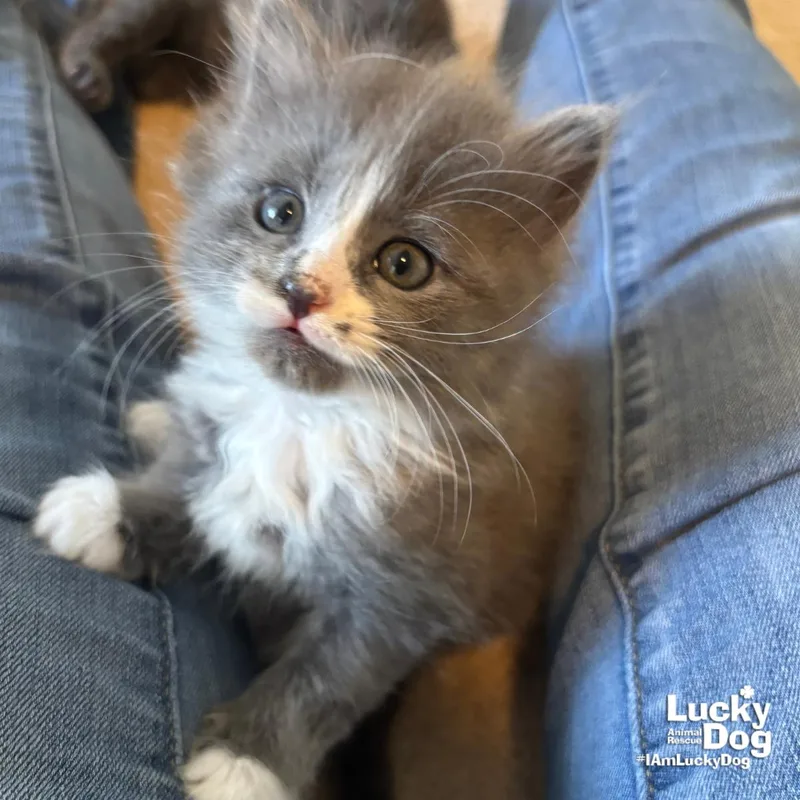 Ms. Saturn thumbnail 2