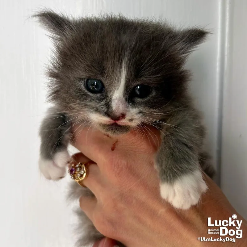 Ms. Saturn thumbnail 3