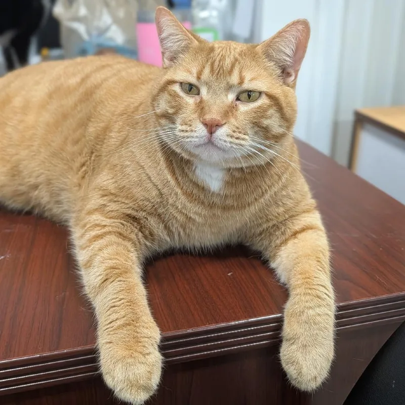 An adult extra large-sized male Orange / Red Domestic Short Hair cat named Charlie for adoption in Corydon, IN